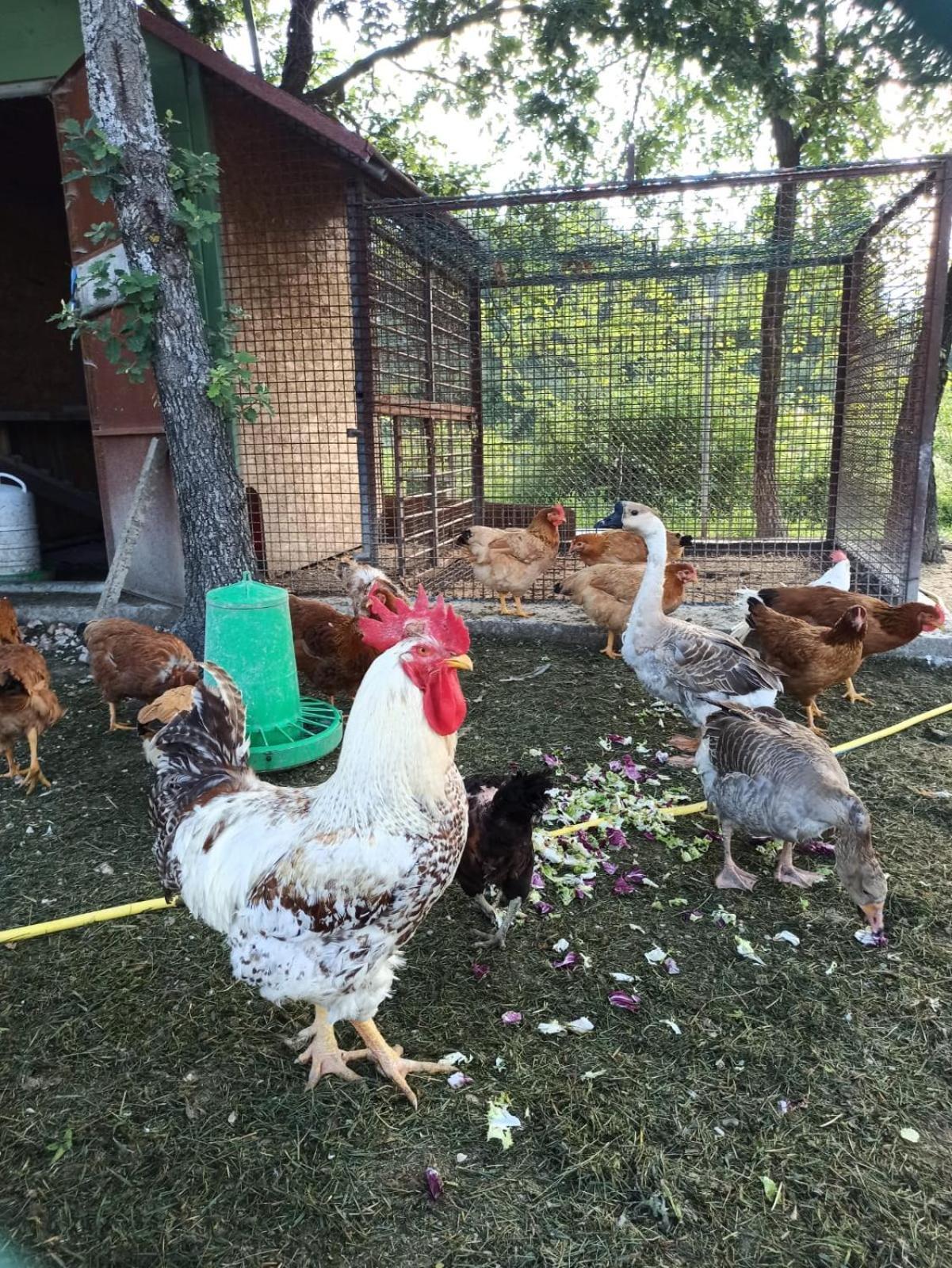 Ca' Gulino - Urbino - Villa Con Minipiscina In Borgo Antico Bagian luar foto